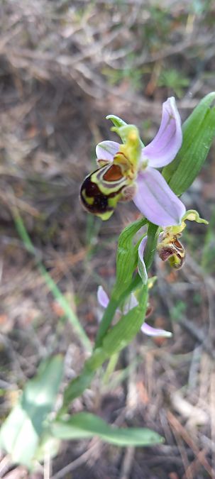 Ophrys apifera  - Gerard Chassan