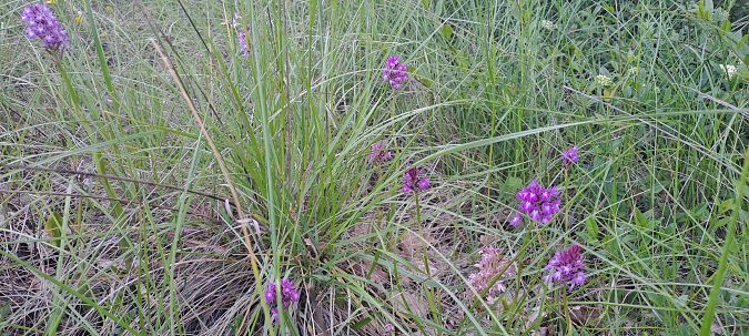 Anacamptis pyramidalis  - Marc et M-Joëlle Silvestre
