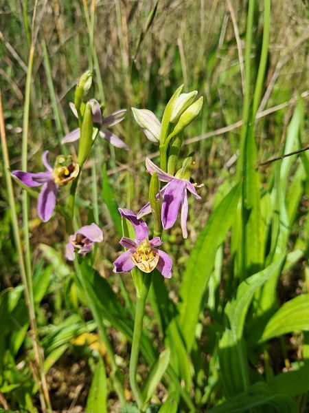 Ophrys apifera var. friburgensis  - Laurent Mazet