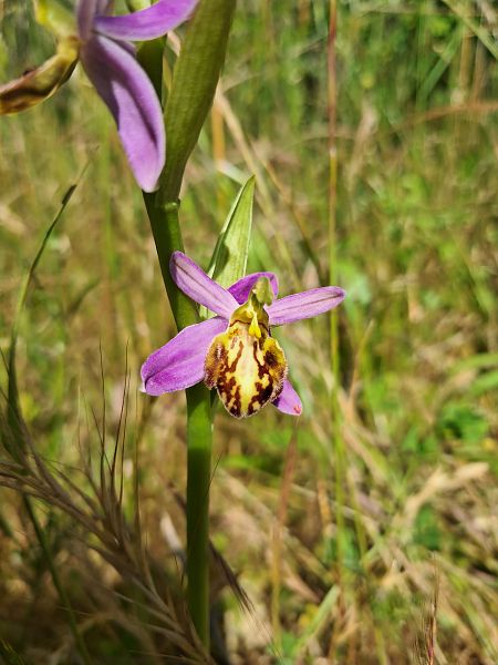 Ophrys apifera var. friburgensis  - Laurent Mazet