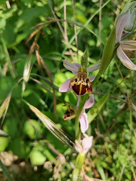 Ophrys apifera var. friburgensis  - Laurent Mazet