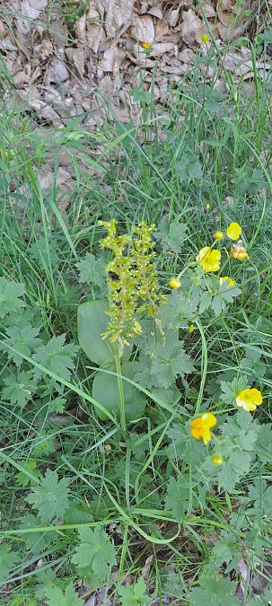 Listera ovata  - Marc et M-Joëlle Silvestre