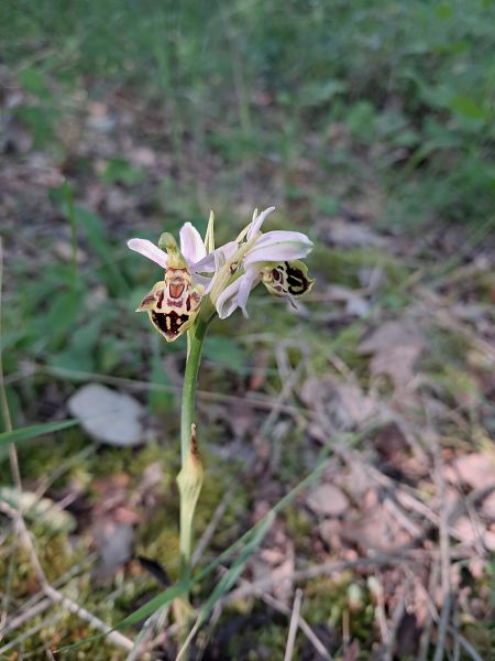 Ophrys apifera var. curviflora  - Laurent Mazet