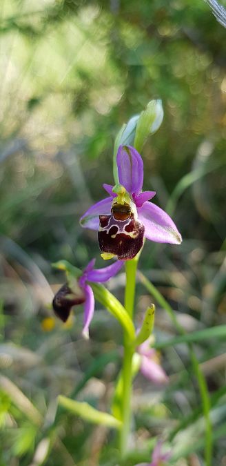 Ophrys fuciflora subsp. demangei  - Bruno Durbin