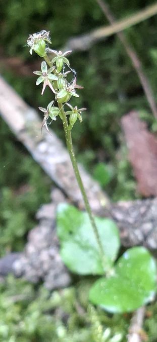 Listera cordata 