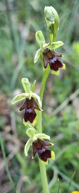 Ophrys aymoninii 