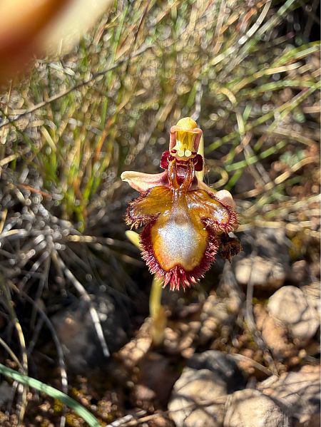Ophrys speculum  - Pep Sole