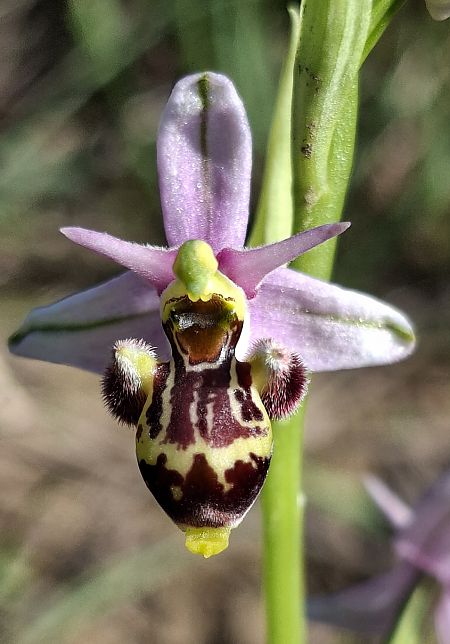 Ophrys scolopax 