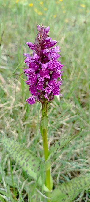 Dactylorhiza majalis  - Sebastien Merle