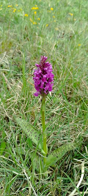 Dactylorhiza majalis  - Sebastien Merle