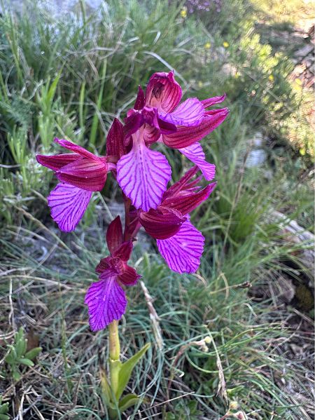 Anacamptis papilionacea var. expansa  - Stefanie Jacomet