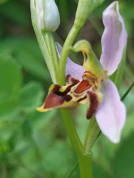 Ophrys apifera var. curviflora  - Bernard Sonnerat