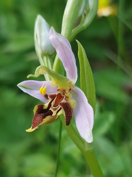 Ophrys apifera var. curviflora  - Bernard Sonnerat