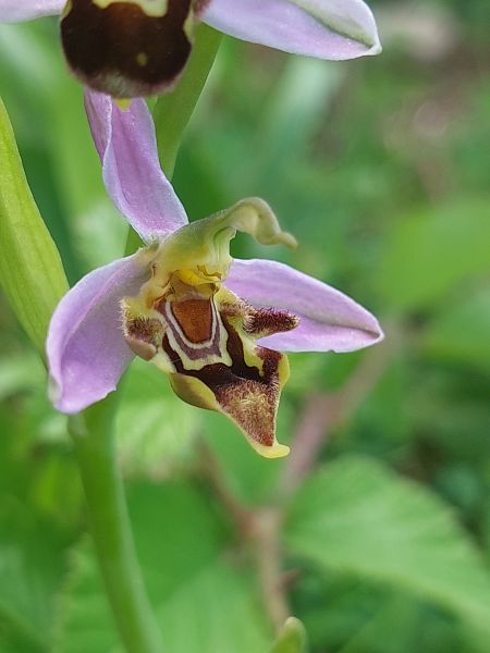 Ophrys apifera var. curviflora  - Bernard Sonnerat
