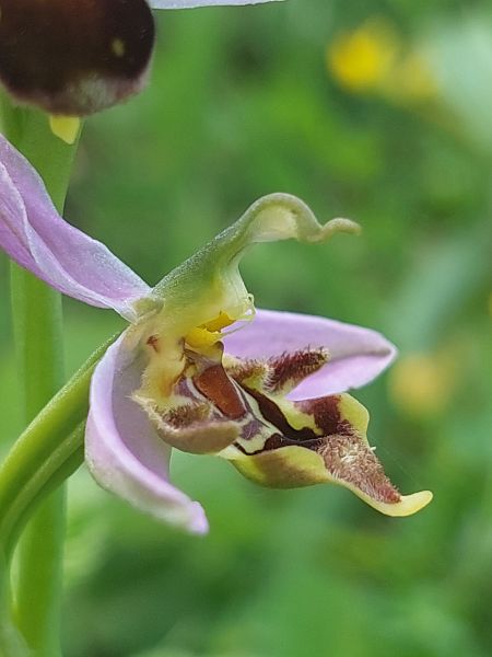Ophrys apifera var. curviflora  - Bernard Sonnerat