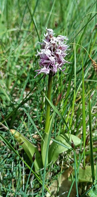 Orchis simia  - Sebastien Merle