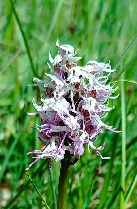 Orchis simia  - Sebastien Merle