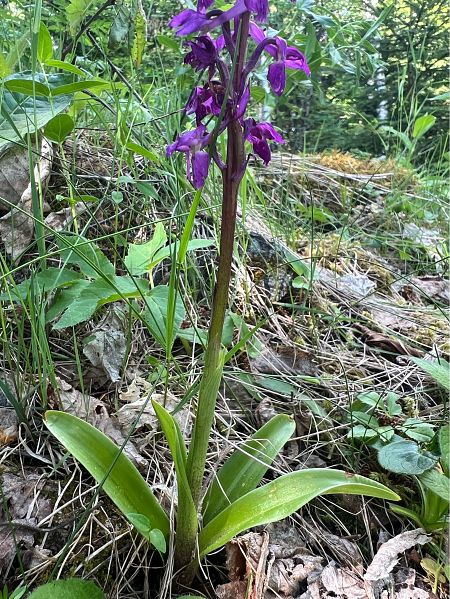 Orchis mascula  - Olivier Chevillon