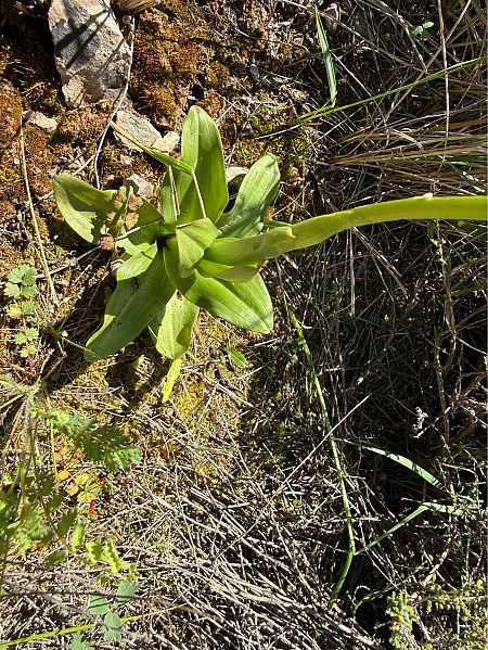 Orchis anthropophora  - Pep Sole