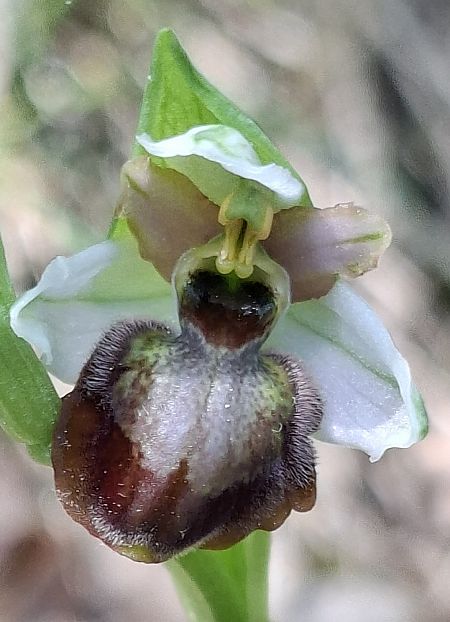 Ophrys aveyronensis 