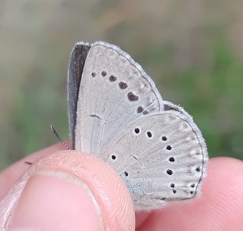 Iolana iolas  - Battisti Andrea