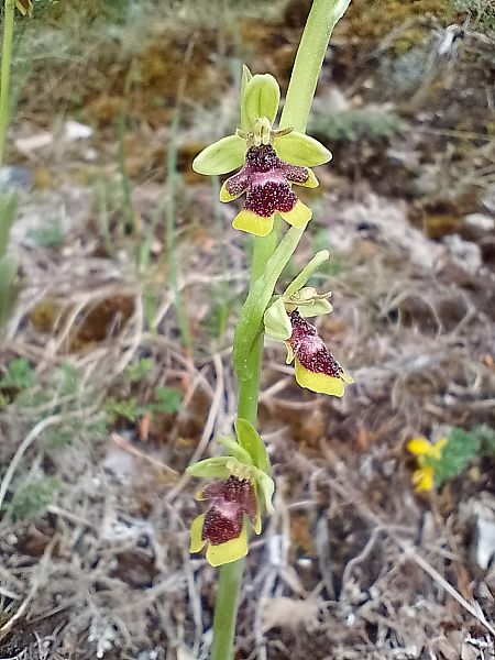 Ophrys aymoninii  - François Legendre