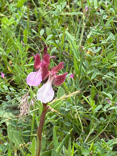 Anacamptis papilionacea  - Antonio Mazzone