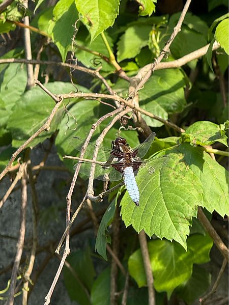 Libellula depressa  - Andrea Galimberti