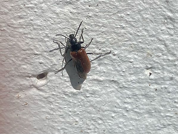 Omophlus lepturoides  - Maria Rita Gelso