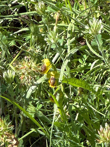 Ophrys lutea  - Antonio Mazzone
