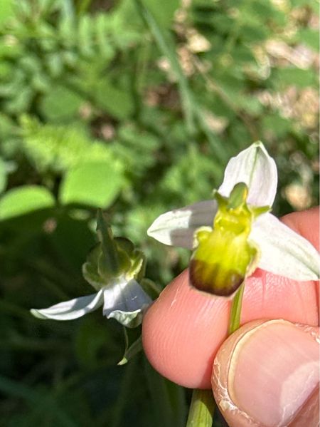 Ophrys apifera  - Antonio Mazzone