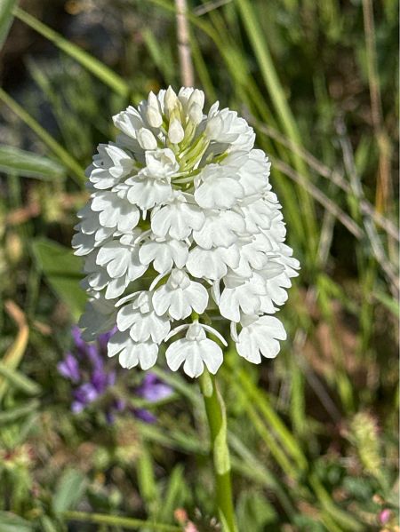 Orchis pyramidal  - Antonio Mazzone