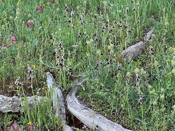 Ophrys bertolonii  - Antonio Mazzone