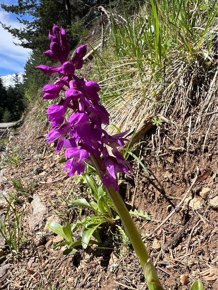 Orchis ovalis  - Olivier Chevillon