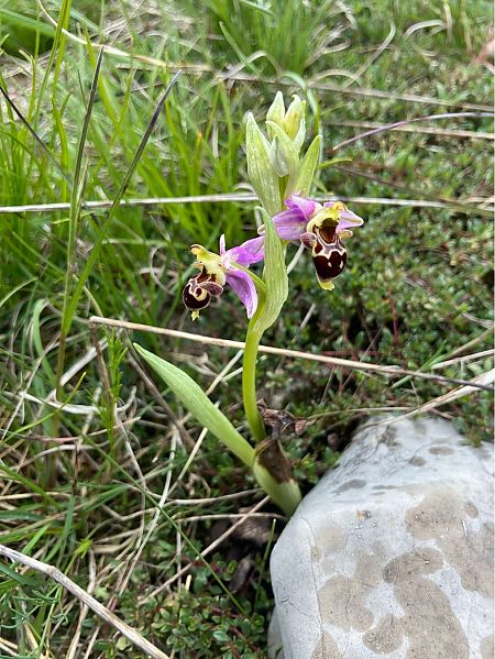 Ophrys picta  - Florent de Gasperis