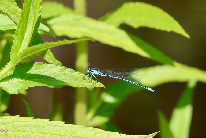 Coenagrion puella  - Andrea Galimberti