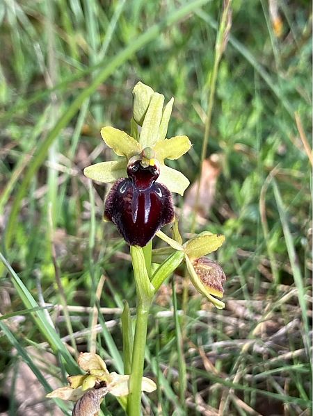 Ophrys passionis  - Florent de Gasperis