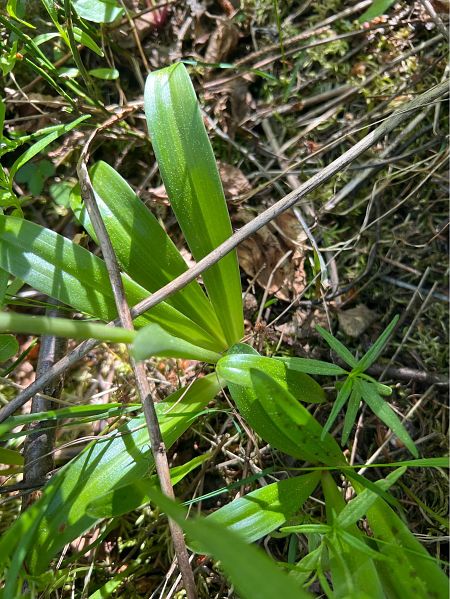 Orchis mascula  - Olivier Chevillon