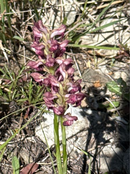 Anacamptis indet. group. morio  - Antonio Mazzone