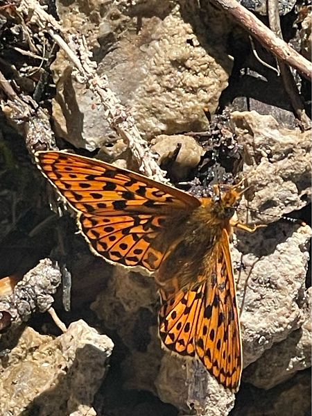 Boloria euphrosyne  - Jacqueline Lehn
