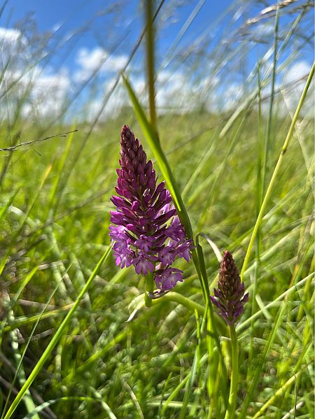 Anacamptis pyramidalis  - Clément Pignon