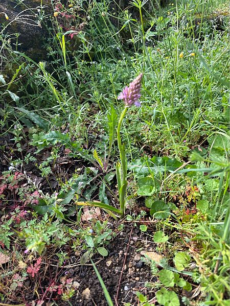 Anacamptis pyramidalis  - Germain Poignant