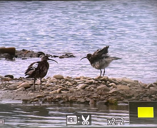 Regenbrachvogel  - Grzegorz Zioło