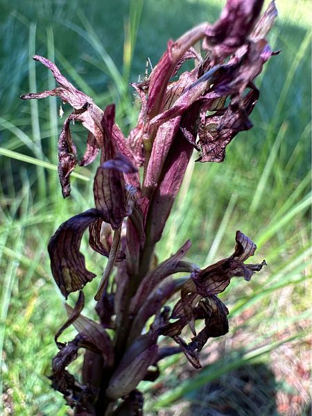 Anacamptis papilionacea  - Stefanie Jacomet