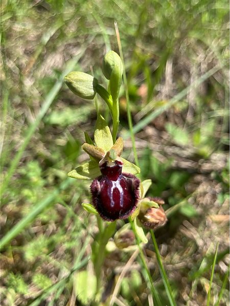 Ophrys incubacea  - Florent de Gasperis