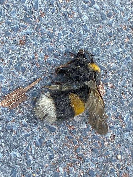 Bombus terrestris  - Maria Rita Gelso