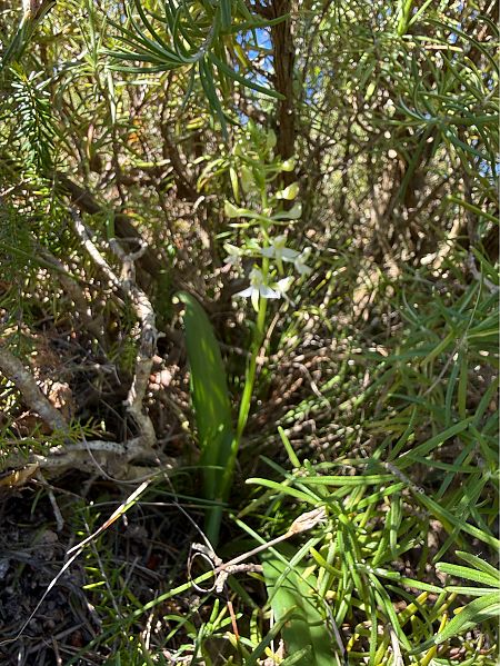 Platanthera bifolia  - Pep Sole