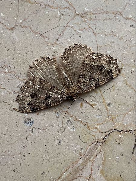 Triphosa dubitata  - Maria Rita Gelso