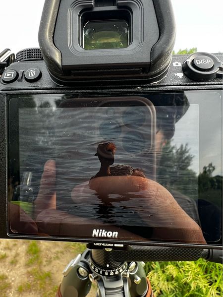 Ohrentaucher 