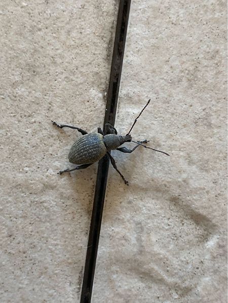 Otiorhynchus sp.  - Maria Rita Gelso